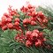 Red Glitter Cluster Berry Pick | 9-Inch | Festive Holiday Decor | Trees, Wreaths, & Garlands | Gift Wrapping | Christmas Berries | Home & Office Decor (Set of 24)